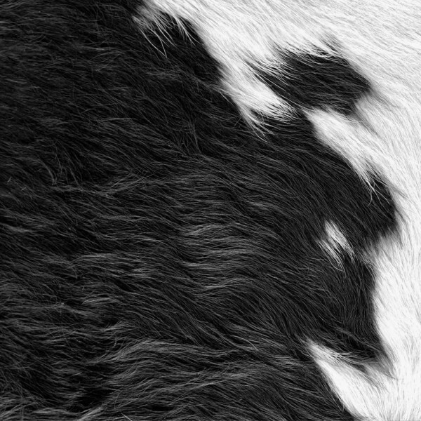 Wandbild Fellmuster schwarz-weiß 357241