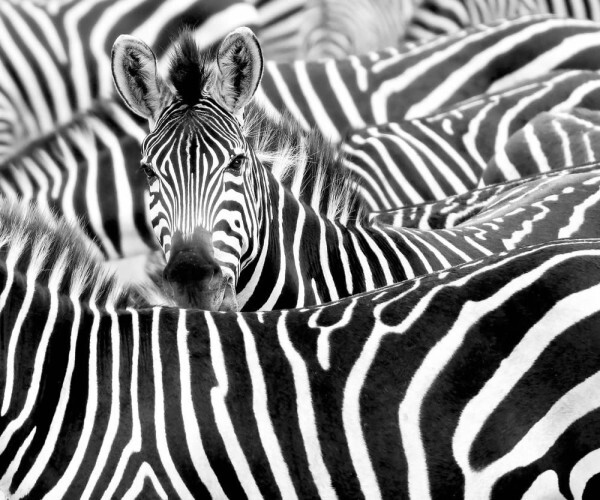 Wall picture zebra African animals 3.18 x 2.65 m black white 363616